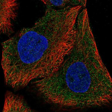 Anti-DAAM1 antibody produced in rabbit Prestige Antibodies&#174; Powered by Atlas Antibodies, affinity isolated antibody