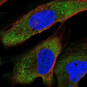 Anti-YTHDF2 antibody produced in rabbit Prestige Antibodies&#174; Powered by Atlas Antibodies, affinity isolated antibody