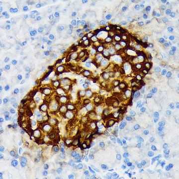 Anti-Chromogranin A Antibody, clone 2N5Q4, Rabbit Monoclonal