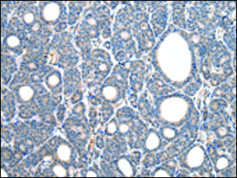 Anti-CD14 affinity isolated antibody