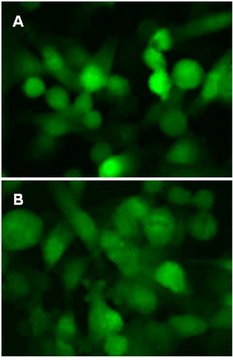 LentiBrite GFP-LC3 Control Mutant Lentiviral Biosensor