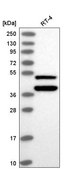 Anti-FOXO4 antibody produced in rabbit Prestige Antibodies® Powered by Atlas Antibodies, affinity isolated antibody