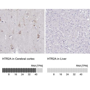 Anti-HTR2A antibody produced in rabbit Prestige Antibodies&#174; Powered by Atlas Antibodies, affinity isolated antibody, buffered aqueous glycerol solution