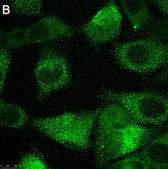 Anti-TMEM206 Antibody, clone 2H13 ZooMAb® Rabbit Monoclonal recombinant, expressed in HEK 293 cells