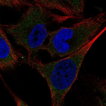 Anti-SHC4 antibody produced in rabbit Prestige Antibodies&#174; Powered by Atlas Antibodies, affinity isolated antibody