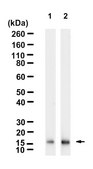 Anti-Ac-Histone H3(Lys27) Antibody, clone 1H7 ZooMAb® Rabbit Monoclonal recombinant, expressed in HEK 293 cells