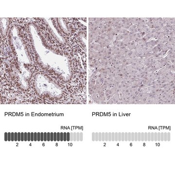 Anti-PRDM5 antibody produced in rabbit Prestige Antibodies&#174; Powered by Atlas Antibodies, affinity isolated antibody, buffered aqueous glycerol solution