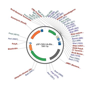 PSF-CMV-UB-BLAST ASCI - UBIQUITIN PROMOTER BLASTICIDIN PLASMID plasmid vector for molecular cloning