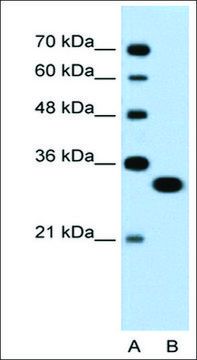 Anti-TFEC antibody produced in rabbit affinity isolated antibody