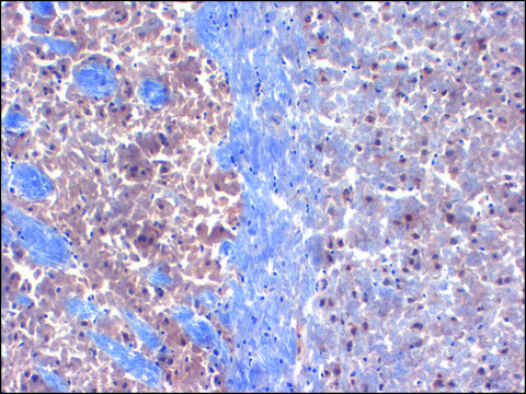 Monoclonal Anti-KCNIP3 antibody produced in mouse clone S66-38, 1&#160;mg/mL, purified immunoglobulin