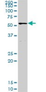 Anti-POLA2 antibody produced in rabbit purified immunoglobulin, buffered aqueous solution