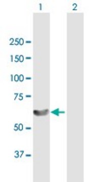 Anti-LSM14A antibody produced in mouse purified immunoglobulin, buffered aqueous solution