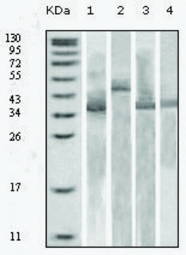 Monoclonal Anti-Thioredoxin (TRX) antibody produced in mouse clone 1H6H6, ascites fluid