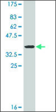 Monoclonal Anti-GPC3 antibody produced in mouse clone 2C12, ascites fluid