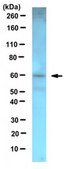 Anti-hERV-WL Antibody serum, from rabbit