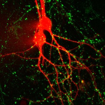 BioTracker 510 绿色C4（FM1-43）突触染料 Live cell imaging synaptic dye that detects neural synaptic activitiy at neuromuscular junctions and synapses.