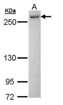 Anti-PRPF8 (C-terminal) antibody produced in rabbit affinity isolated antibody, buffered aqueous solution