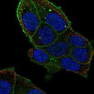 Anti-FLOT2 antibody produced in rabbit Prestige Antibodies&#174; Powered by Atlas Antibodies, affinity isolated antibody, buffered aqueous glycerol solution