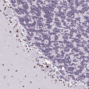 Anti-ZNF800 antibody produced in rabbit Prestige Antibodies&#174; Powered by Atlas Antibodies, affinity isolated antibody, buffered aqueous glycerol solution