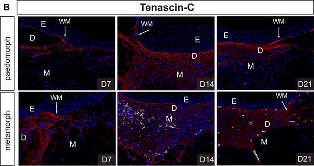 Anti-Tenascin Antibody Chemicon&#174;, from rabbit