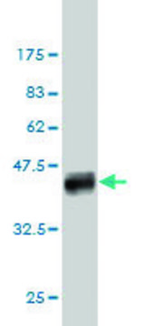 Monoclonal Anti-SLC12A4 antibody produced in mouse clone 1H6, purified immunoglobulin, buffered aqueous solution