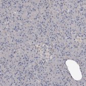 Anti-TNR antibody produced in rabbit Prestige Antibodies® Powered by Atlas Antibodies, affinity isolated antibody, buffered aqueous glycerol solution