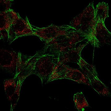 Anti-Ipaf (NLRC4) Antibody from rabbit, purified by affinity chromatography