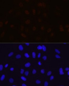 Anti-MBNL1 antibody produced in rabbit