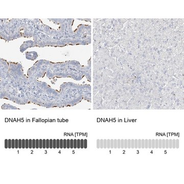 抗-DNAH5 兔抗 Prestige Antibodies&#174; Powered by Atlas Antibodies, affinity isolated antibody, buffered aqueous glycerol solution