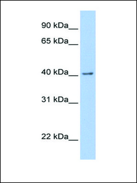 Anti-GFRA2 antibody produced in rabbit affinity isolated antibody