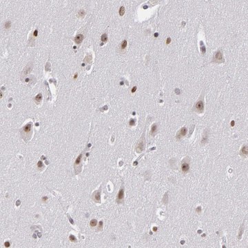 ANTI-RRP7A antibody produced in rabbit Prestige Antibodies&#174; Powered by Atlas Antibodies, affinity isolated antibody, buffered aqueous glycerol solution