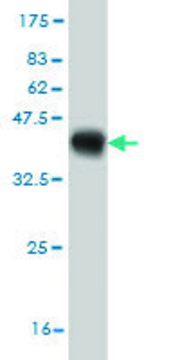 Monoclonal Anti-HOXA11 antibody produced in mouse clone 7E12, purified immunoglobulin, buffered aqueous solution