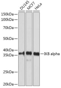 Anti-IKB alpha antibody produced in rabbit