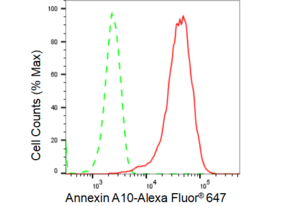 KD-Validated Anti Annexin A10 Antibody, clone 23GB3215, Rabbit Monoclonal clone 23GB3215, recombinant rabbit monoclonal, expressed in HEK293 cells