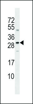 ANTI-SOST(N-TERMINAL) antibody produced in rabbit affinity isolated antibody, buffered aqueous solution