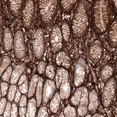 Monoclonal Anti-POSTN antibody produced in mouse Prestige Antibodies® Powered by Atlas Antibodies, clone CL12087, purified immunoglobulin, buffered aqueous glycerol solution