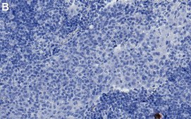 Anti-IDO1 Antibody, clone 1B17 ZooMAb® Rabbit Monoclonal recombinant, expressed in HEK 293 cells