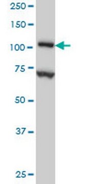 Anti-DPYD Mouse mAb (7D4) liquid, clone 7D4, Calbiochem&#174;