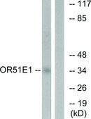 Anti-OR51E1 antibody produced in rabbit affinity isolated antibody