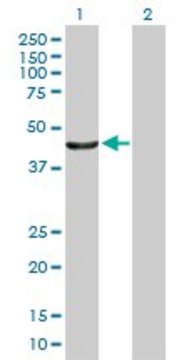 Anti-PTPN2 antibody produced in mouse purified immunoglobulin, buffered aqueous solution