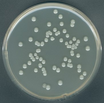 GranuCult&#174; Plate Count agar ISO 4833, ISO 17410, FDA (BAM), for aerobic bacteria