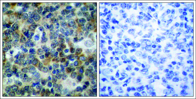 抗-磷酸化-VASP (pSer239) 兔抗 affinity isolated antibody