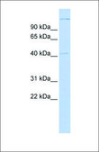 Anti-AIFM2 antibody produced in rabbit affinity isolated antibody