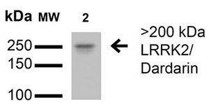 Monoclonal Anti-Fgfa/Fhfa - Atto 488 antibody produced in mouse clone S235-22, purified immunoglobulin