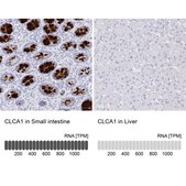 Anti-CLCA1 antibody produced in rabbit Prestige Antibodies® Powered by Atlas Antibodies, affinity isolated antibody, buffered aqueous glycerol solution
