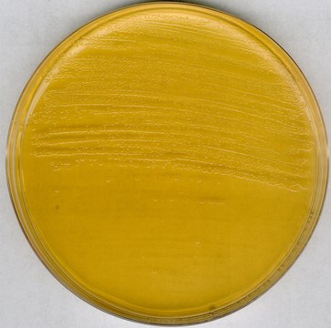 GranuCult&#174; prime Brain Heart Infusion Agar acc. FDA-BAM