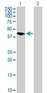 Anti-AMICA1 antibody produced in mouse purified immunoglobulin, buffered aqueous solution