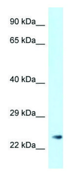 Anti-MS4A3 (N-terminal) antibody produced in rabbit affinity isolated antibody