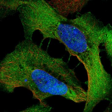 Anti-WDR1 antibody produced in rabbit Prestige Antibodies&#174; Powered by Atlas Antibodies, affinity isolated antibody