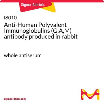 Anti-Human Polyvalent Immunoglobulins (G,A,M) antibody produced in rabbit whole antiserum